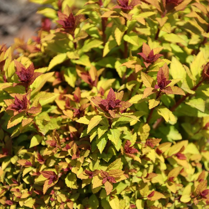 Spirée du japon Merlo Gold- Spiraea japonica (Follaje)