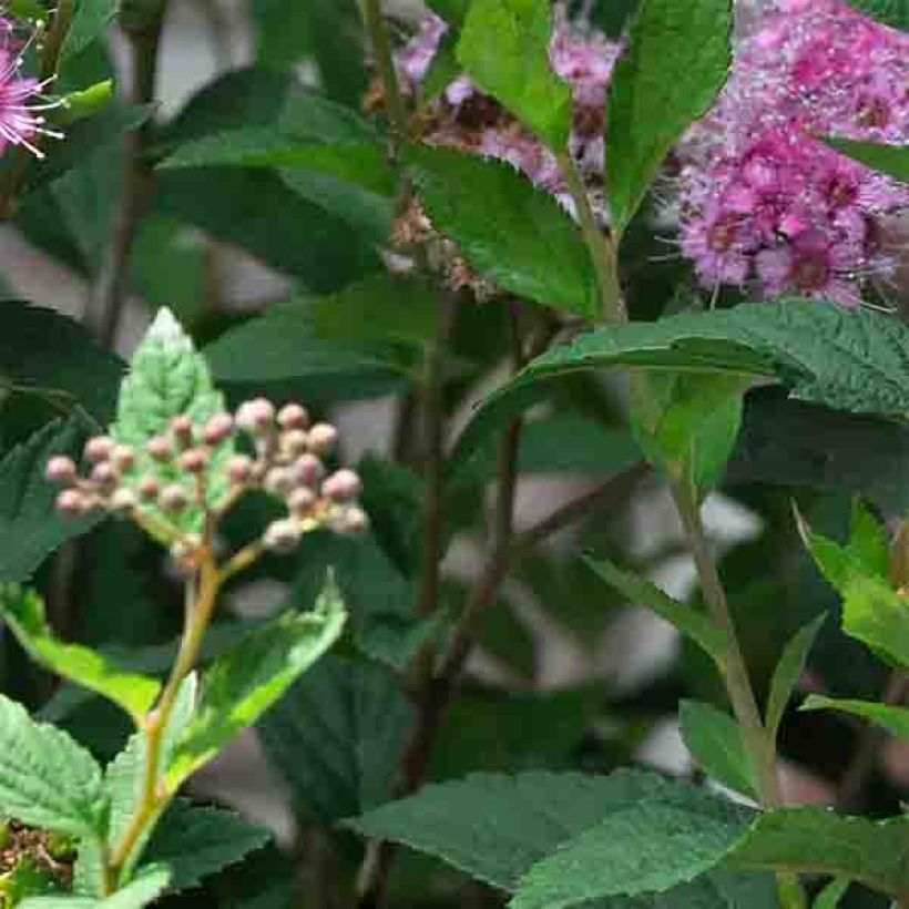 Espirea japonica Shirobana Genpei - Espirea del Japón (Follaje)