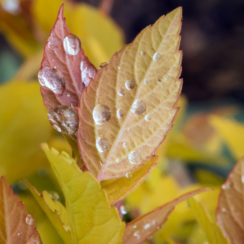 Espirea japonica Pink & Gold - Espirea del Japón (Follaje)