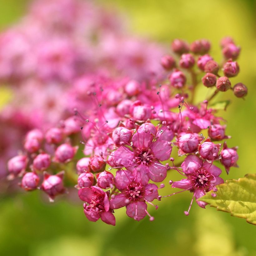 Espirea japonica Pink & Gold - Espirea del Japón (Floración)