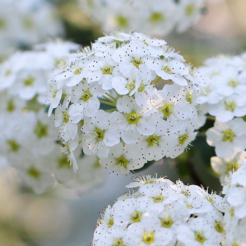 Espirea nipponica June Bride (Floración)