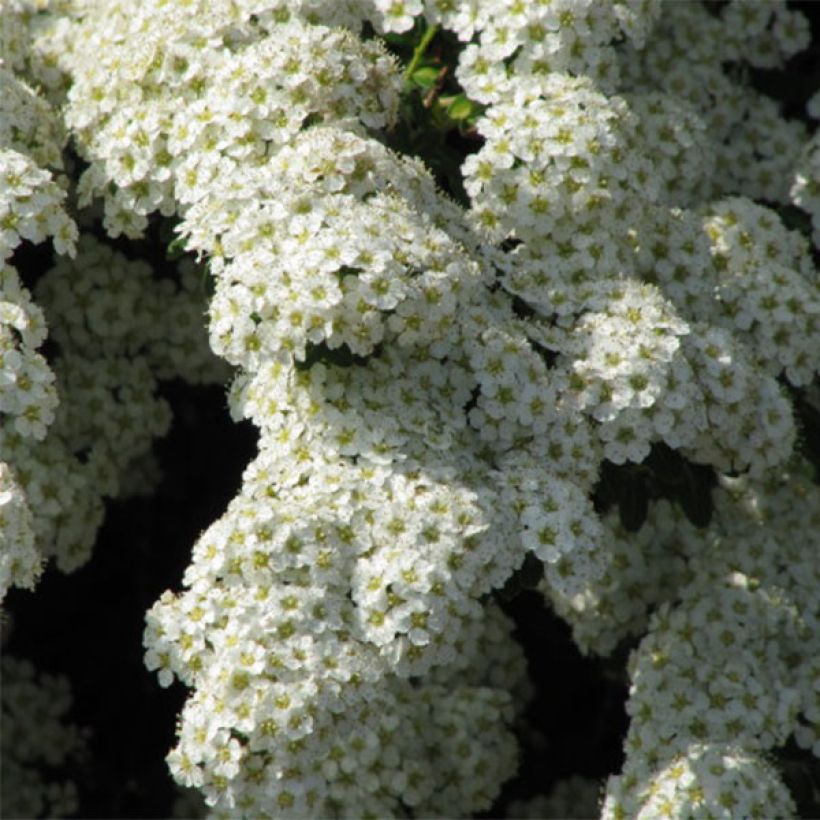 Espirea nipponica Snowmound (Floración)