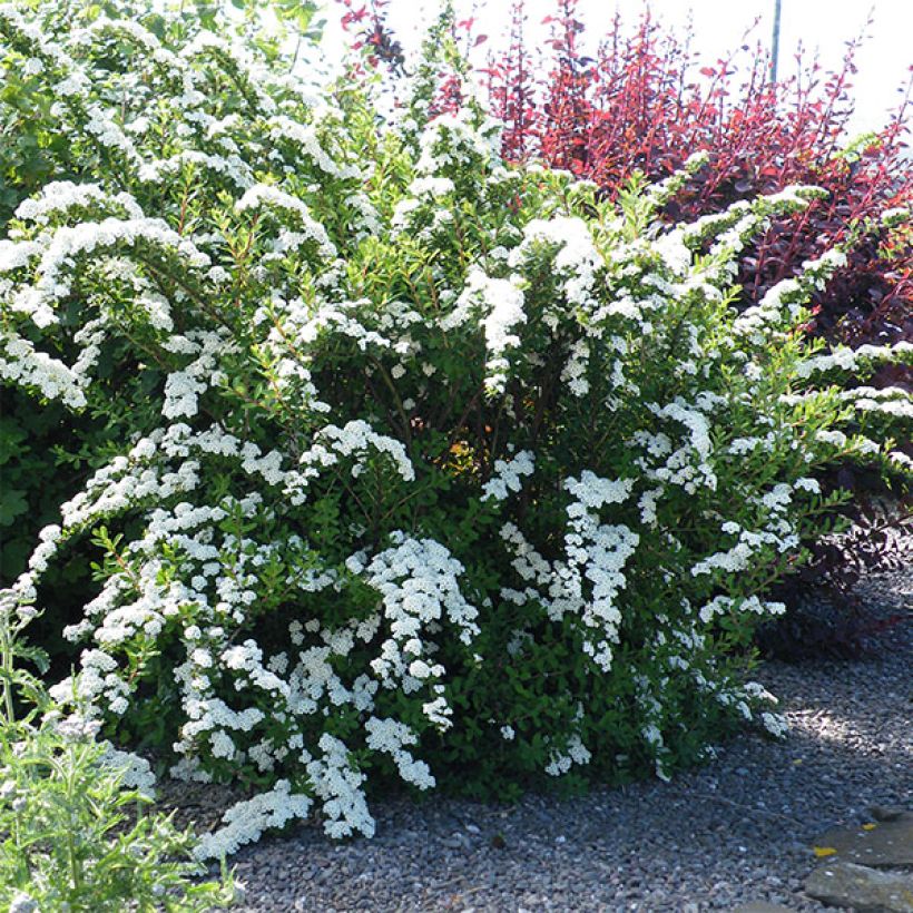 Espirea nipponica Snowmound (Porte)