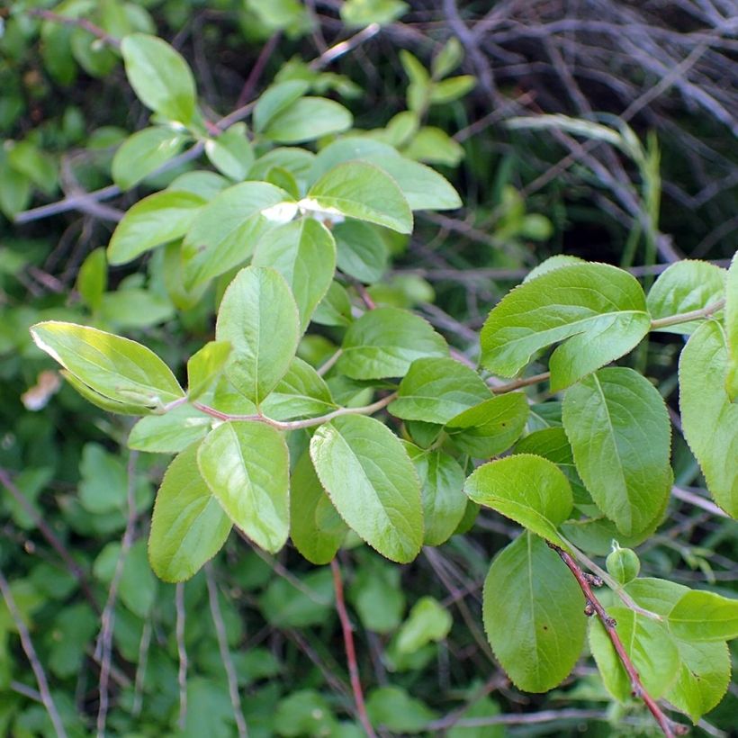 Espirea prunifolia (Follaje)