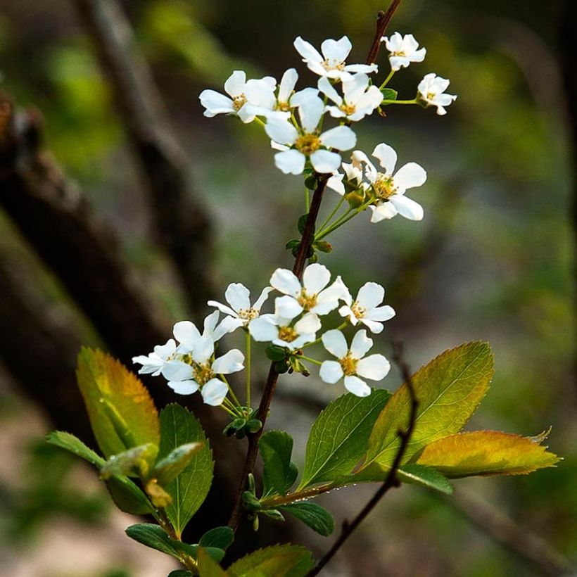 Espirea prunifolia (Floración)