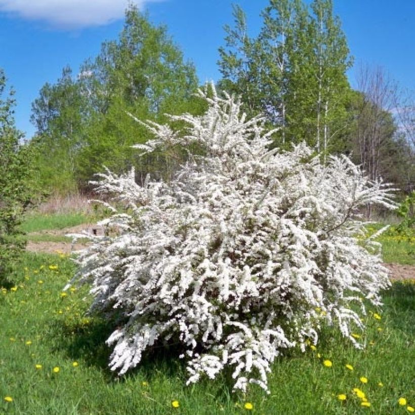 Espirea prunifolia (Porte)