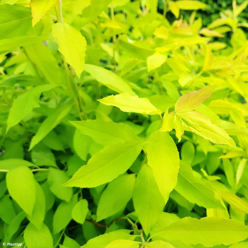 Espirea prunifolia Goldfire (Follaje)