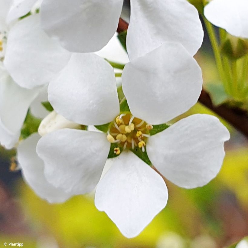 Espirea prunifolia Goldfire (Floración)