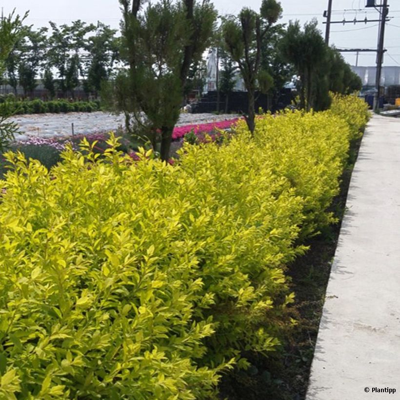 Espirea prunifolia Goldfire (Porte)