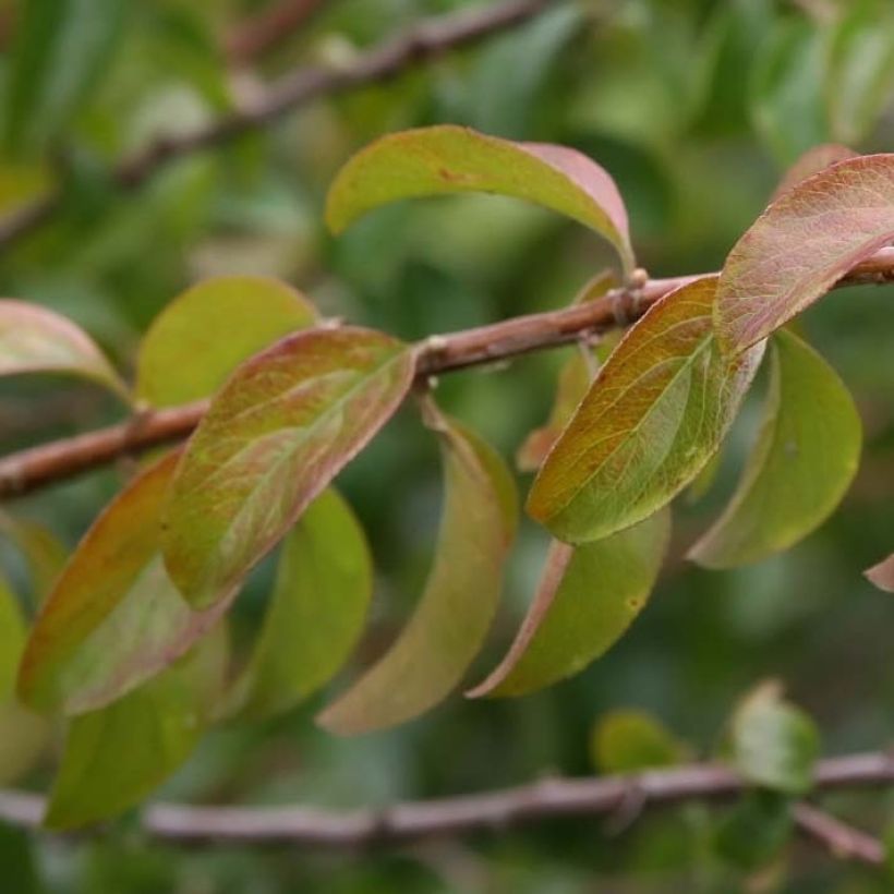 Espirea prunifolia Plena (Follaje)