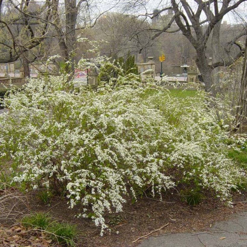 Espirea prunifolia Plena (Porte)