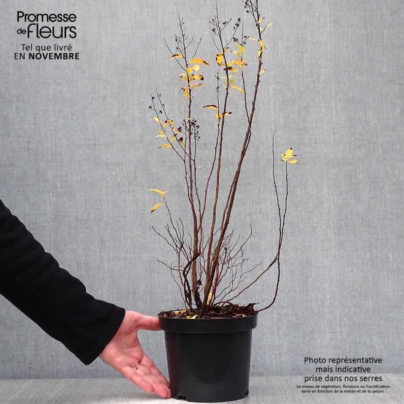 Ejemplar de Spiraea prunifolia - Spirée à feuilles de Prunier Pot de 2L/3L entregado en otoño