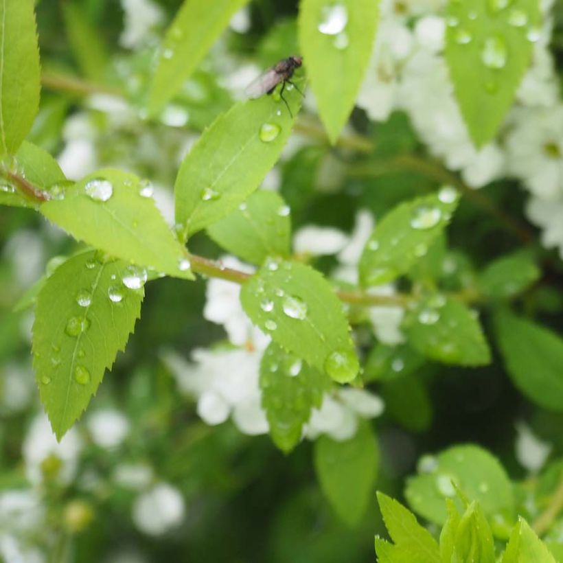 Espirea thunbergii (Follaje)