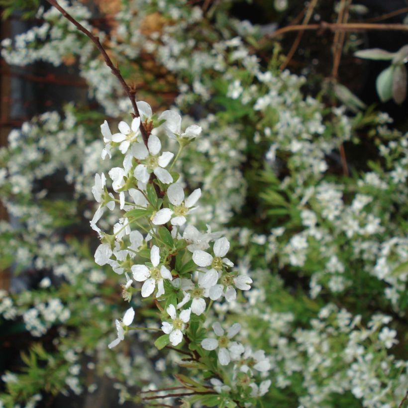 Espirea thunbergii (Floración)