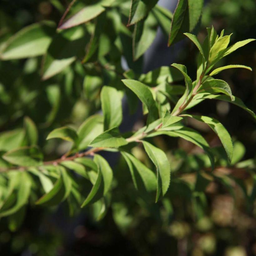 Espirea thunbergii Fujino Pink (Follaje)