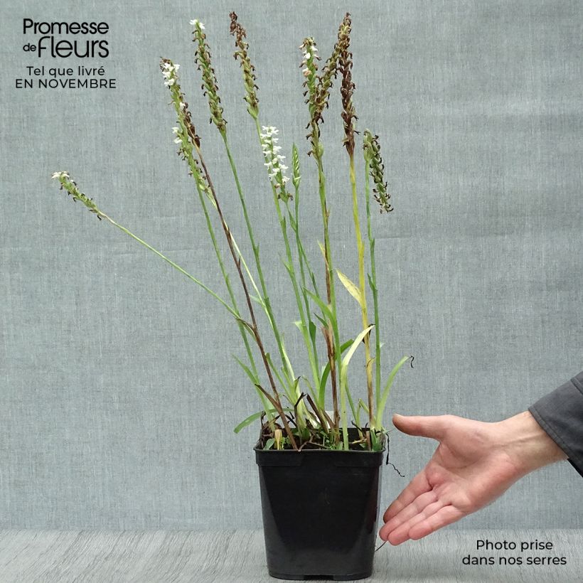 Ejemplar de Spiranthes Chadd's Ford - Orchidée terrestre Pot de 2L/3L entregado en otoño