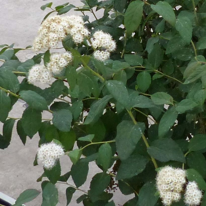 Espirea japonica Double Play Kazoo - Espirea del Japón (Floración)