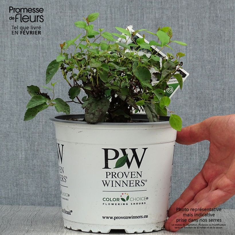 Ejemplar de Spirée Double Play Blue Kazoo - Spiraea japonica Pot de 2L/3L entregado en otoño