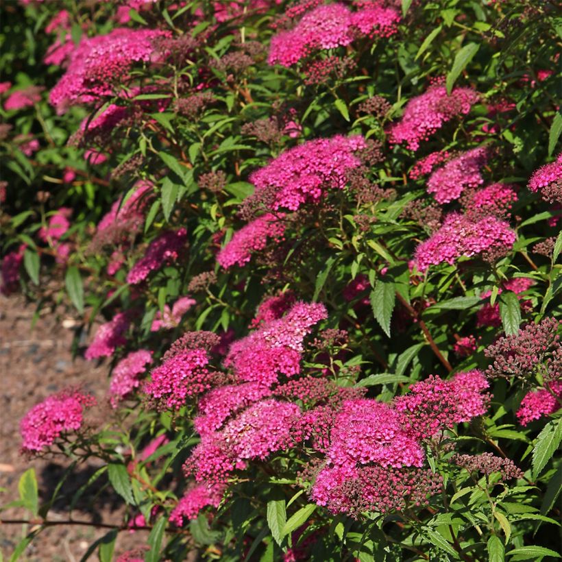 Espirea japonica Neon Flash - Espirea del Japón (Porte)