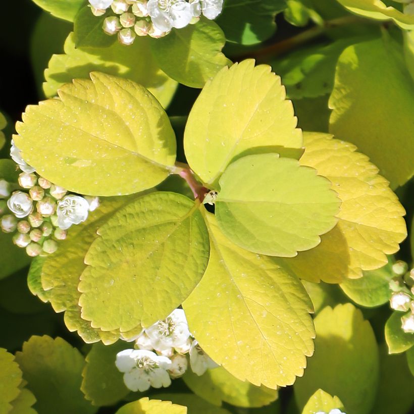 Espirea betulifolia Island (Follaje)