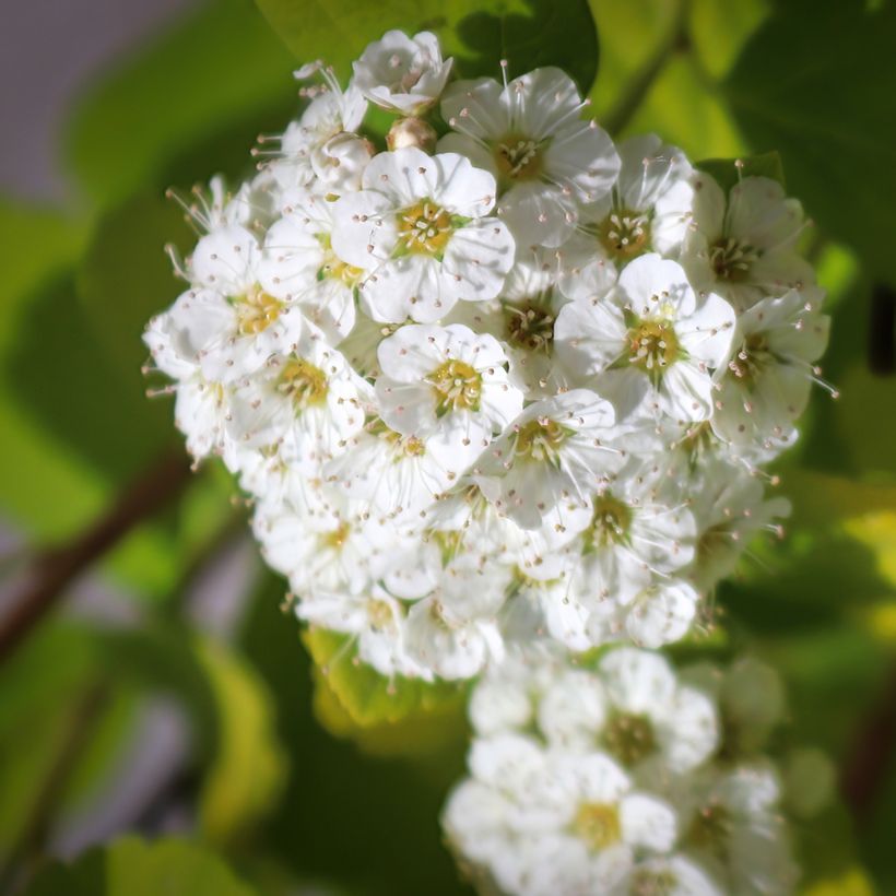 Espirea betulifolia Island (Floración)