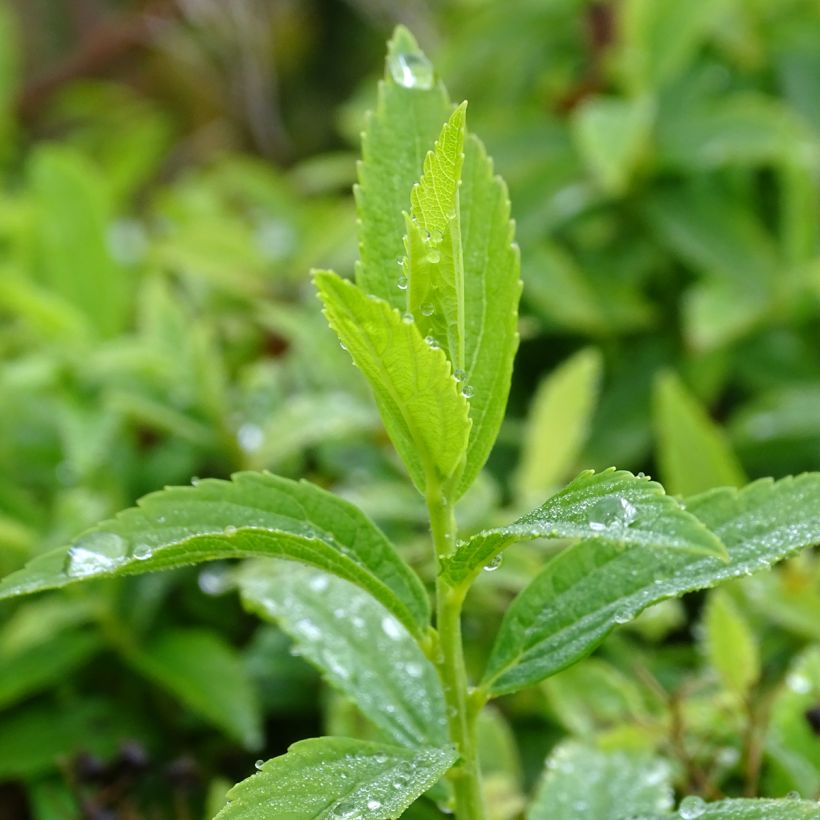 Espirea japonica Albiflora - Espirea del Japón (Follaje)