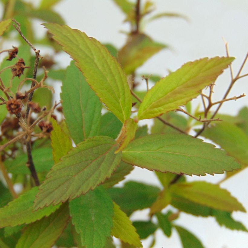 Espirea japonica Anthony Waterer - Espirea del Japón (Follaje)