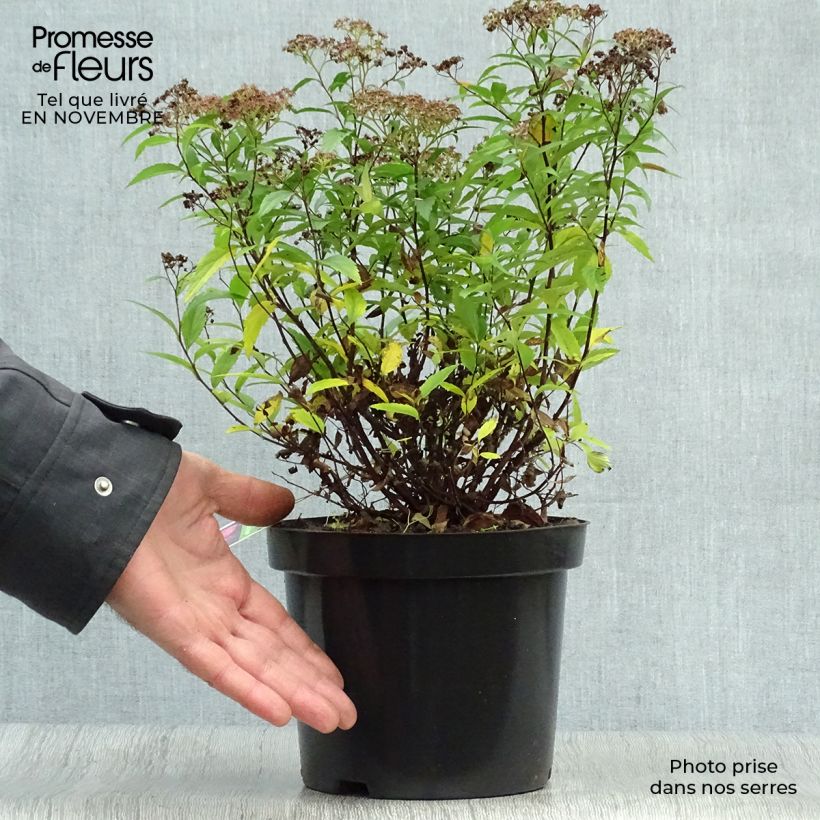 Ejemplar de Spirée japonaise Anthony Waterer en pot de 3.5L - Spiraea japonica entregado en otoño