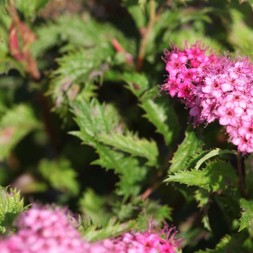 Espirea japonica Crispa - Espirea del Japón (Follaje)