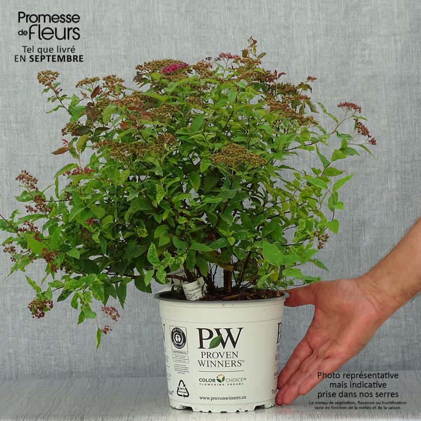 Ejemplar de Spirée japonaise Double Play Red - Spiraea japonica Pot de 2L/3L entregado en otoño