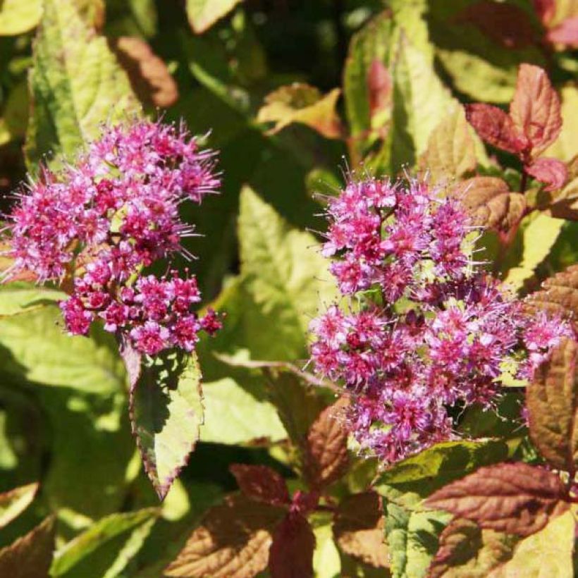 Espirea japonica Firelight - Espirea del Japón (Floración)