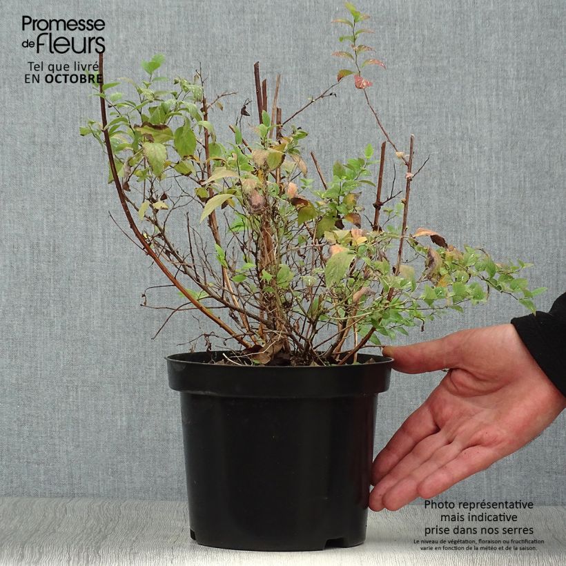 Ejemplar de Spirée japonaise Firelight- Spiraea japonica Pot de 3L/4L entregado en otoño