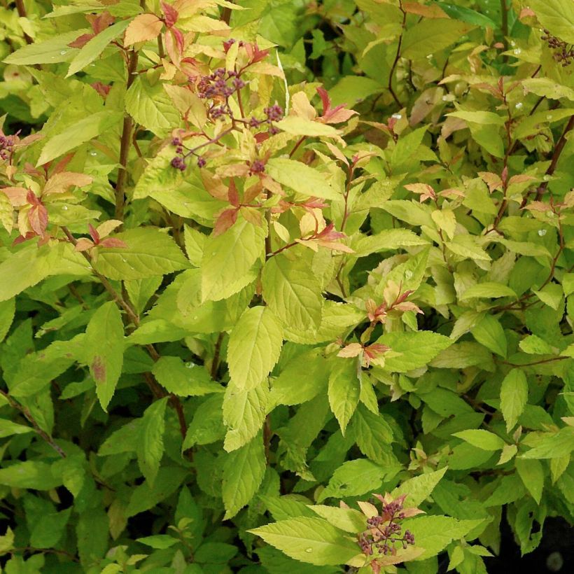 Espirea japonica Goldflame - Espirea del Japón (Follaje)