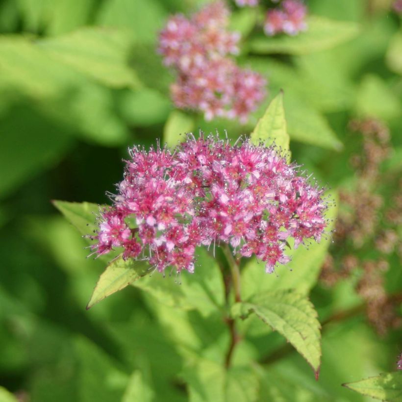 Espirea japonica Goldflame - Espirea del Japón (Floración)