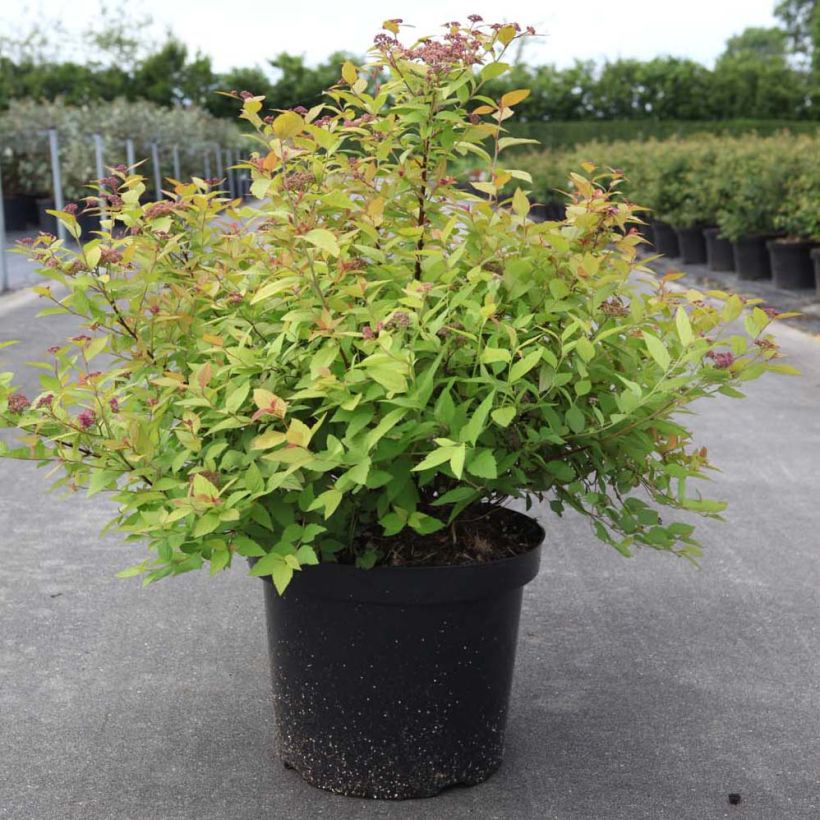 Espirea japonica Goldmound - Espirea del Japón (Porte)