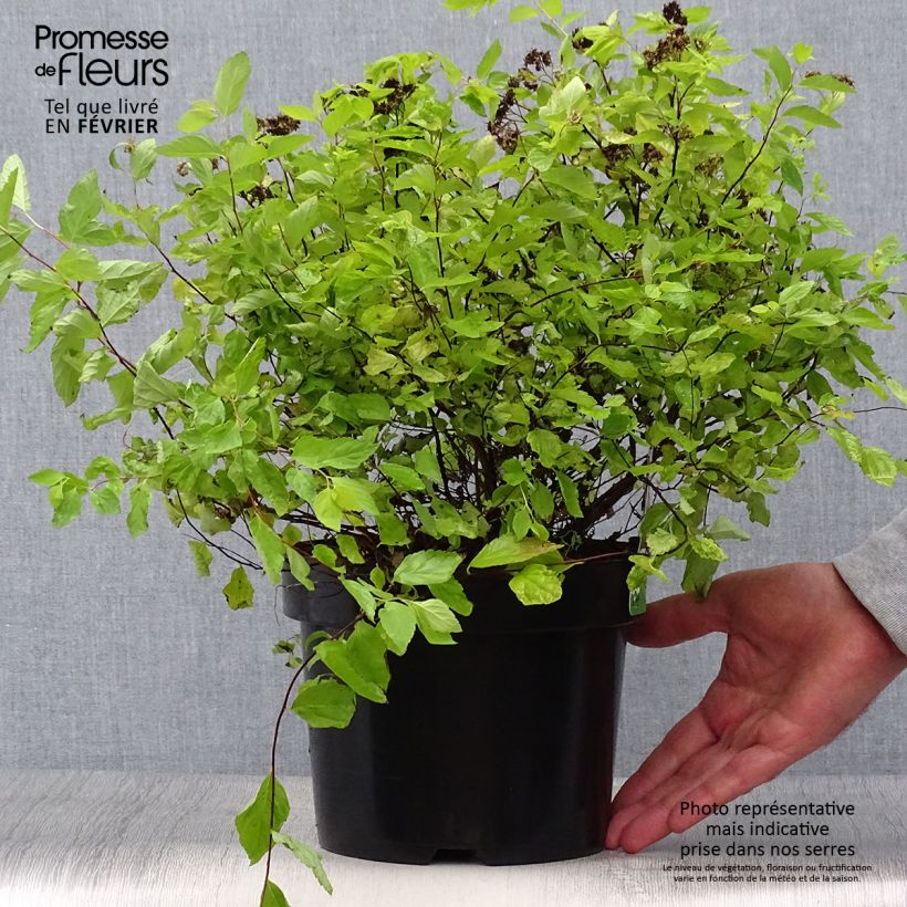 Ejemplar de Spirée japonaise Goldmound -  Spiraea japonica Pot de 2L/3L entregado en otoño