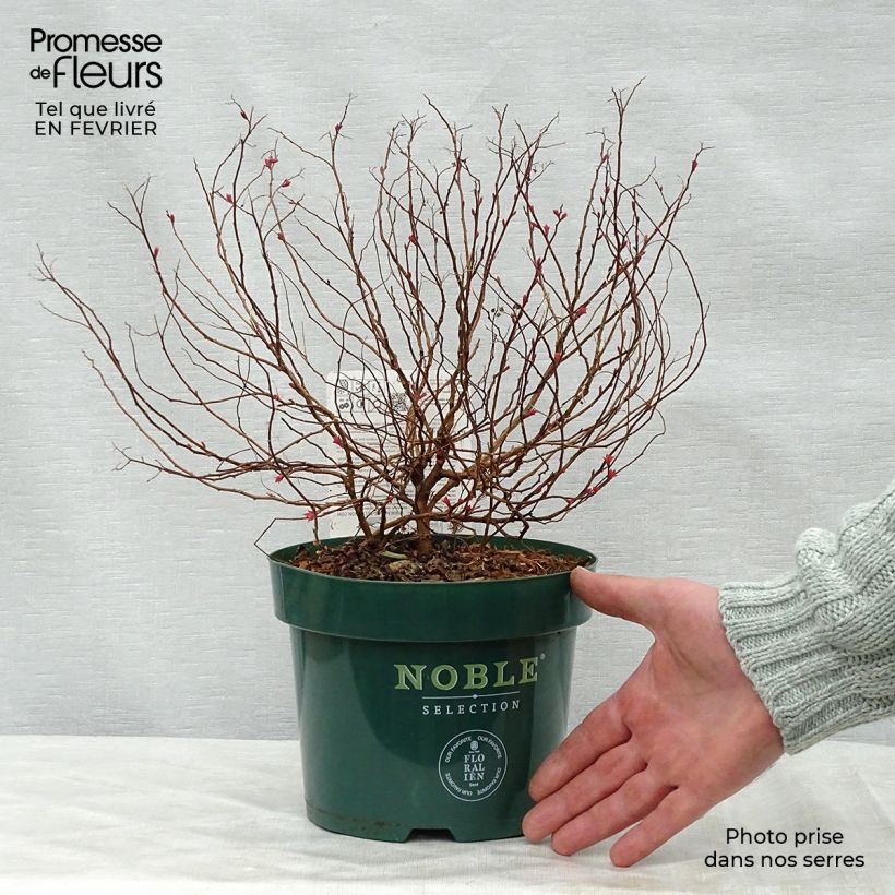 Spirée japonaise Magic Carpet en pot de 2L/3L.- Spiraea japonica Ejemplar entregado en invierno