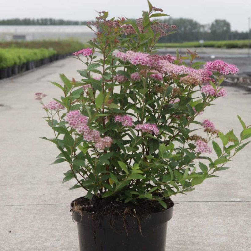 Espirea japonica Nana - Espirea del Japón (Porte)