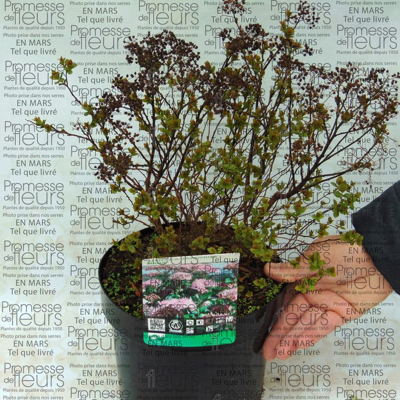 Ejemplo de ejemplar de Spirée japonaise Nana - Spiraea japonica Pot de 3L/4L tal y como se entrega