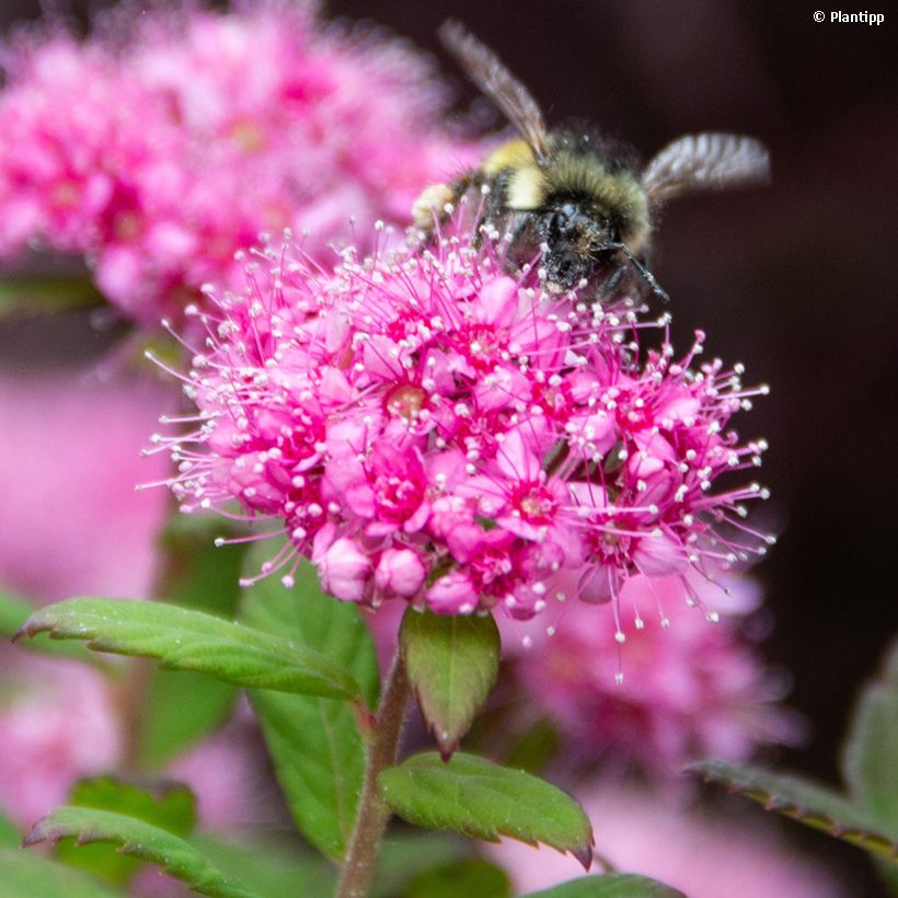 Espirea japonica Odessa - Espirea del Japón (Floración)