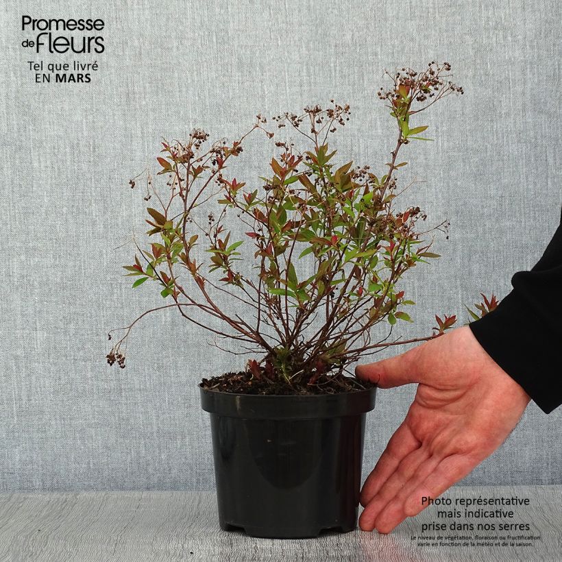 Spirée japonaise Shirobana - Spiraea japonica en pot de 1L/1,5L Ejemplar entregado en invierno