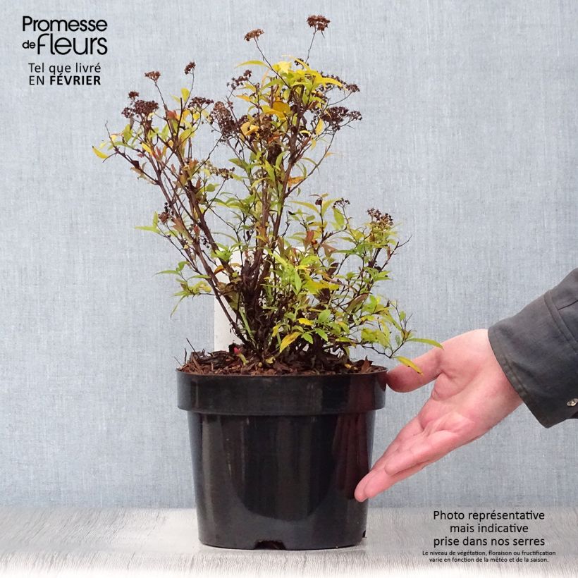 Spirée japonaise Shirobana - Spiraea japonica en pot de 2/3L Ejemplar entregado en invierno