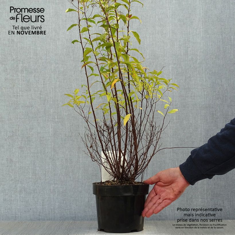 Ejemplar de Spirée japonaise Shirobana - Spiraea japonica en pot de 2/3L entregado en otoño