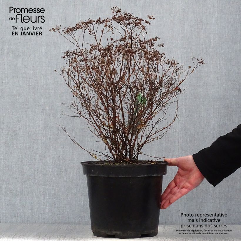 Spirée japonaise Shirobana - Spiraea japonica en pot de 7,5L/10L Ejemplar entregado en invierno