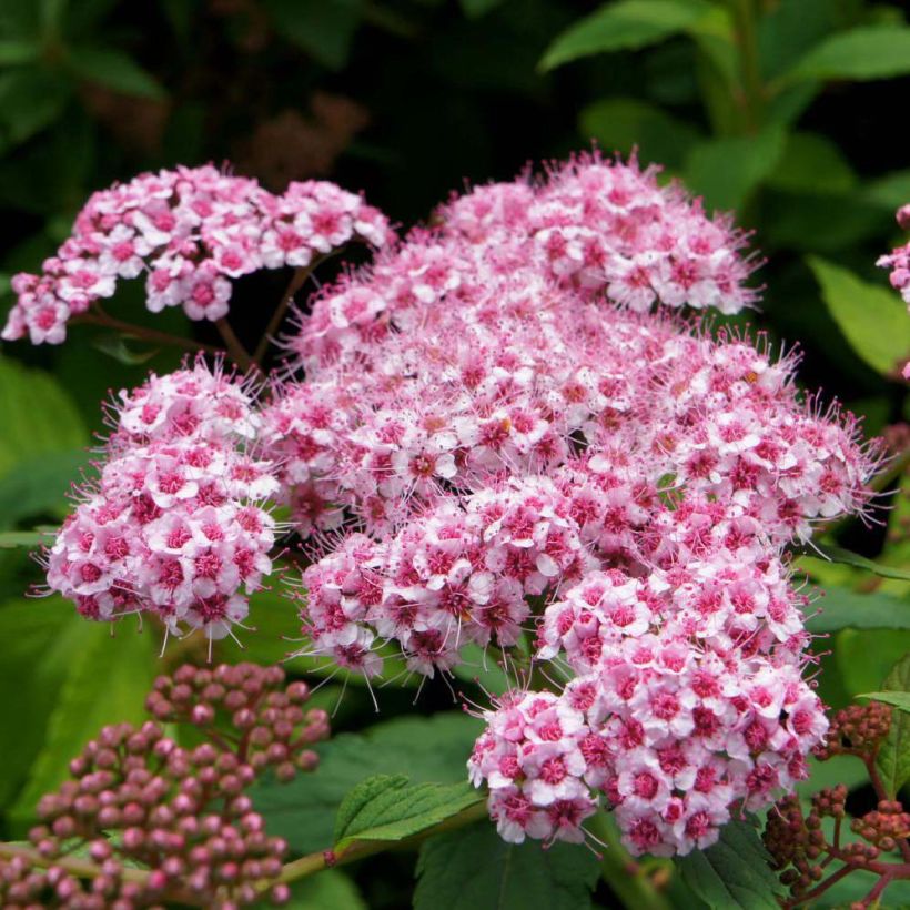 Espirea japonica Sparkling Champagne - Espirea del Japón (Floración)