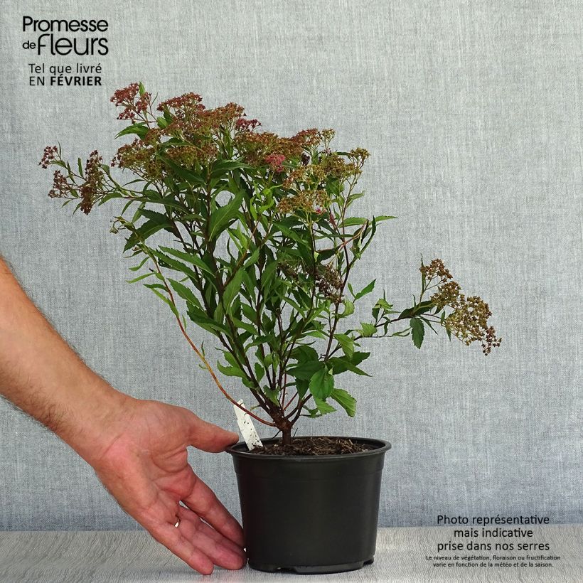 Ejemplar de Spirée japonaise - Spiraea japonica Dart's Red en pot de 1L/1,5L entregado en otoño