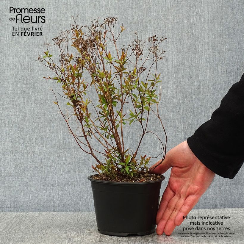 Spirée japonaise - Spiraea japonica Dart's Red en pot de 1L/1,5L Ejemplar entregado en invierno