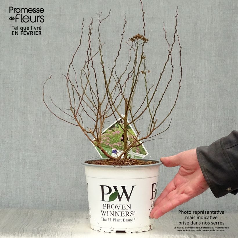 Spirée japonaise - Spiraea japonica Double Play Big Bang Pot de 2L/3L Ejemplar entregado en invierno