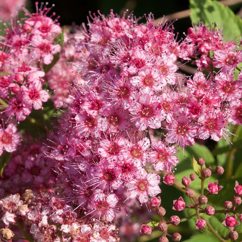 Espirea japonica Froebelii - Espirea del Japón (Floración)