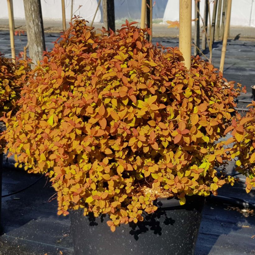 Espirea japonica Zen'Spirit Caramel - Espirea del Japón (Porte)